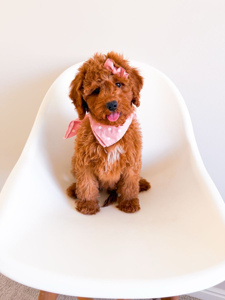 Trained and Professionally Raised, Stunning Deep Red Mini Goldendoodle Girl, Ready Now, Golden Doodle