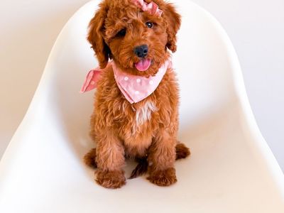 Trained and Professionally Raised, Stunning Deep Red Mini Goldendoodle Girl, Ready Now, Golden Doodle