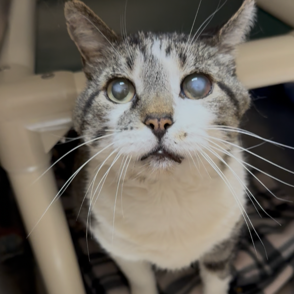 Hello my name is Anemone