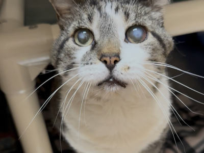 Hello my name is Anemone