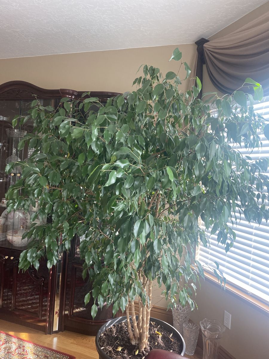 Weeping fig home Plant for Sale