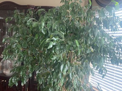 Weeping fig home Plant for Sale