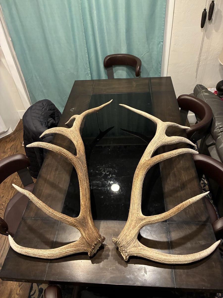 Matched 7x7 Elk Antler Sheds
