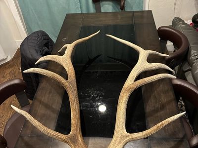 Matched 7x7 Elk Antler Sheds