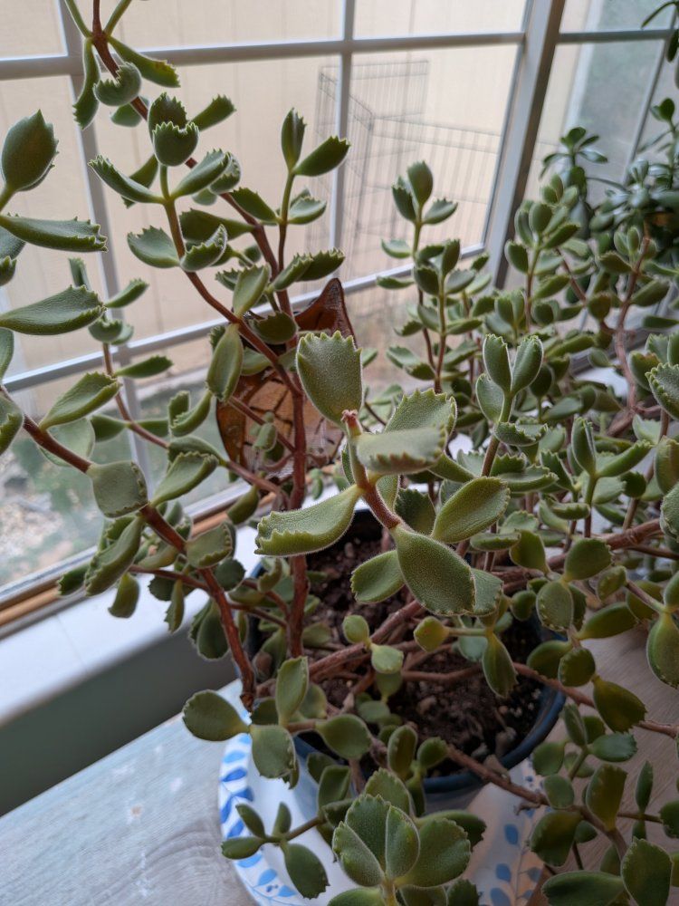 monstera plant and bear claw plant