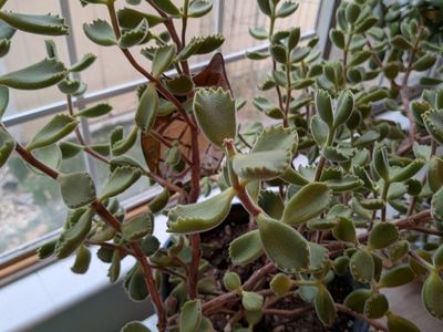 monstera plant and bear claw plant