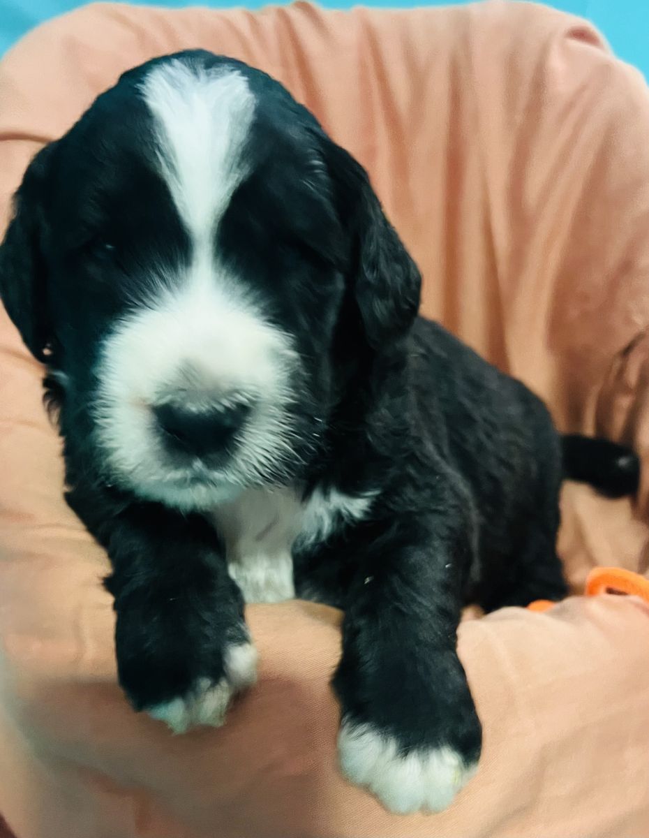 Sheepadoodle