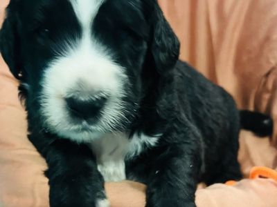 Sheepadoodle