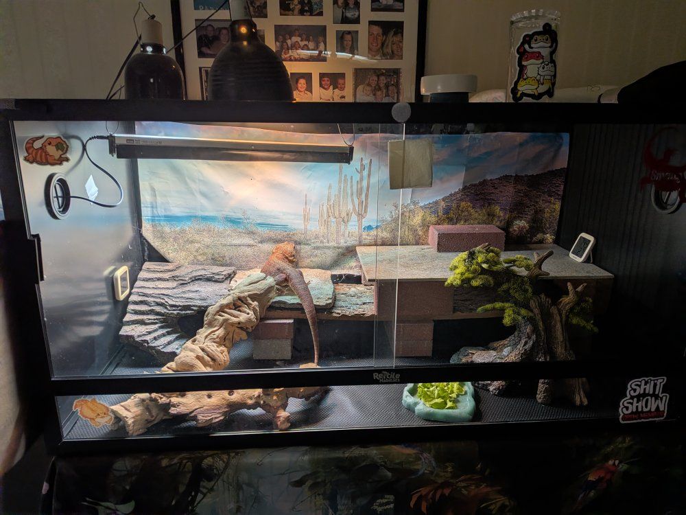 bearded dragon and full setup