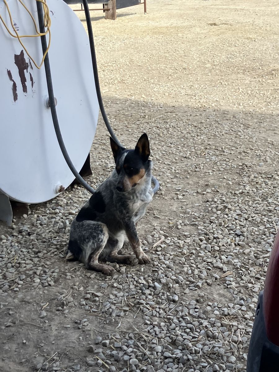 Blue Heeler