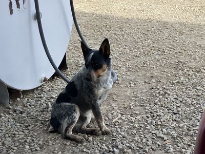 Blue Heeler