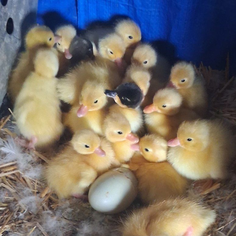 White Call ducklings available