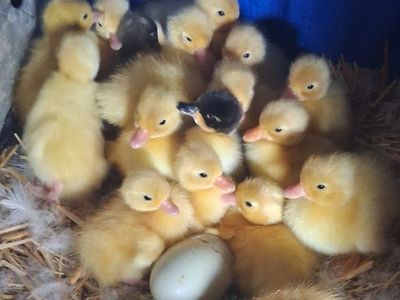 White Call ducklings available