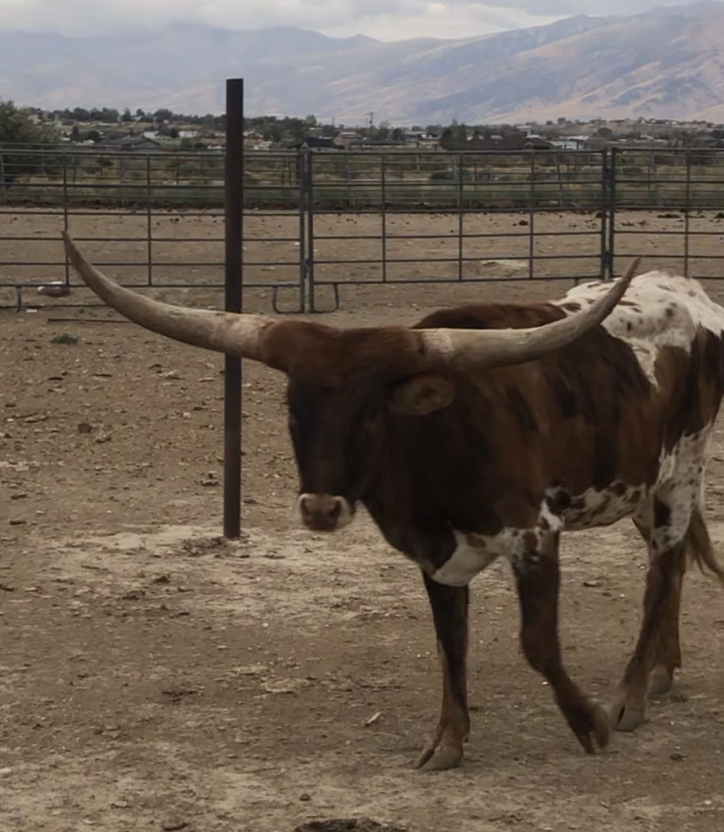 heifer