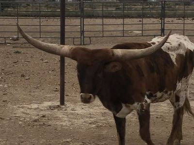 heifer