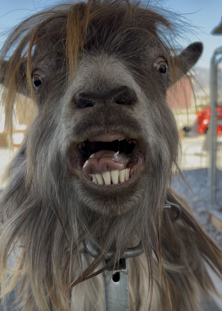 registered Mini Silky Fainting Buck