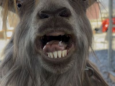 registered Mini Silky Fainting Buck