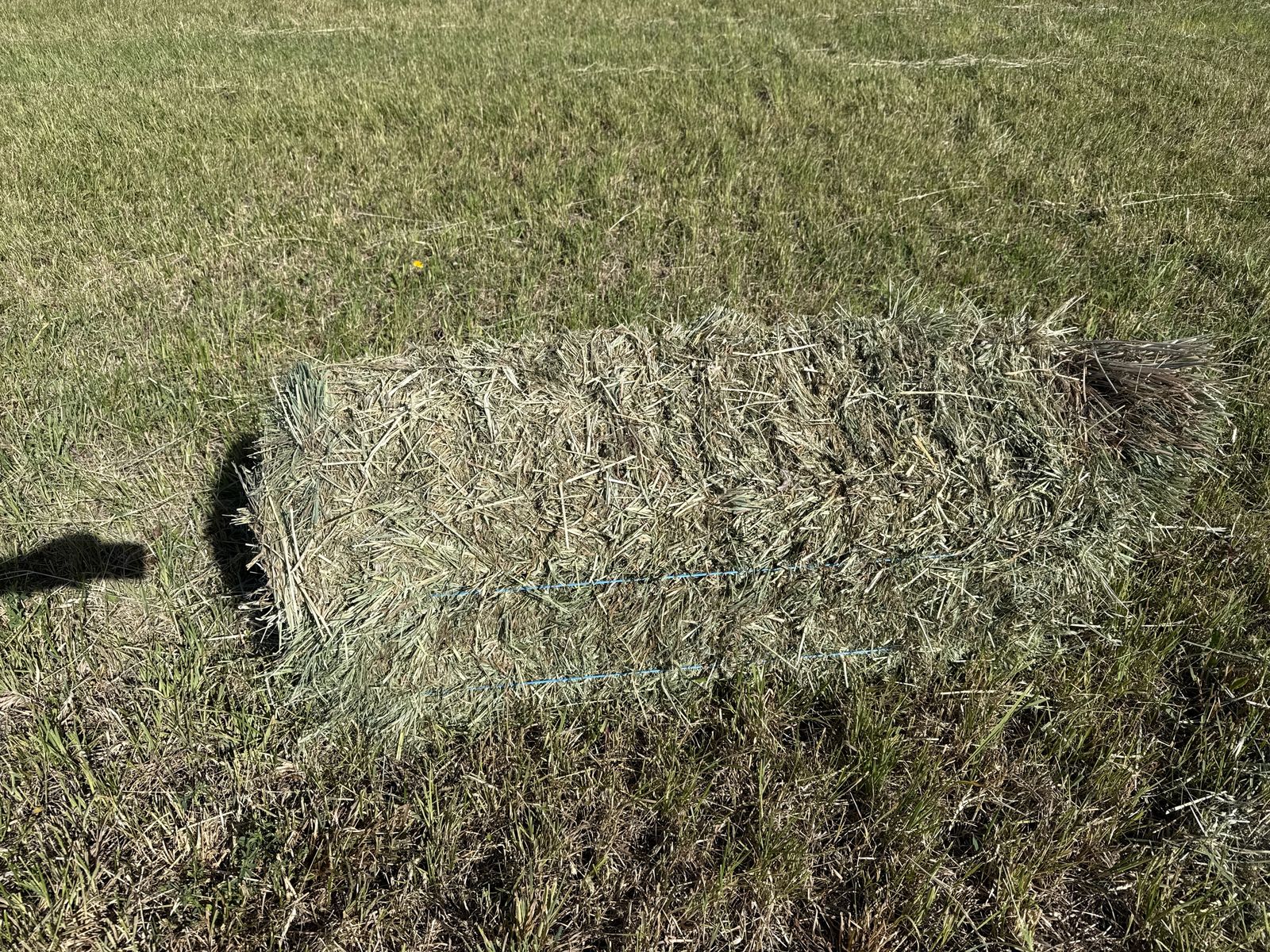 Grass hay