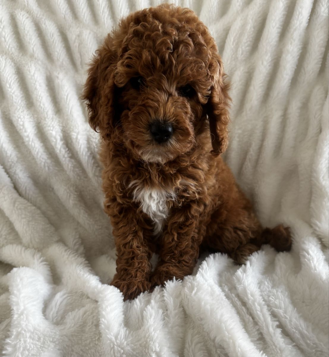 READY THIS WEEKEND!! Adorable Mini Goldendoodles