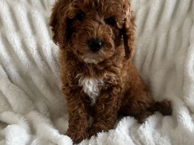 READY THIS WEEKEND!! Adorable Mini Goldendoodles