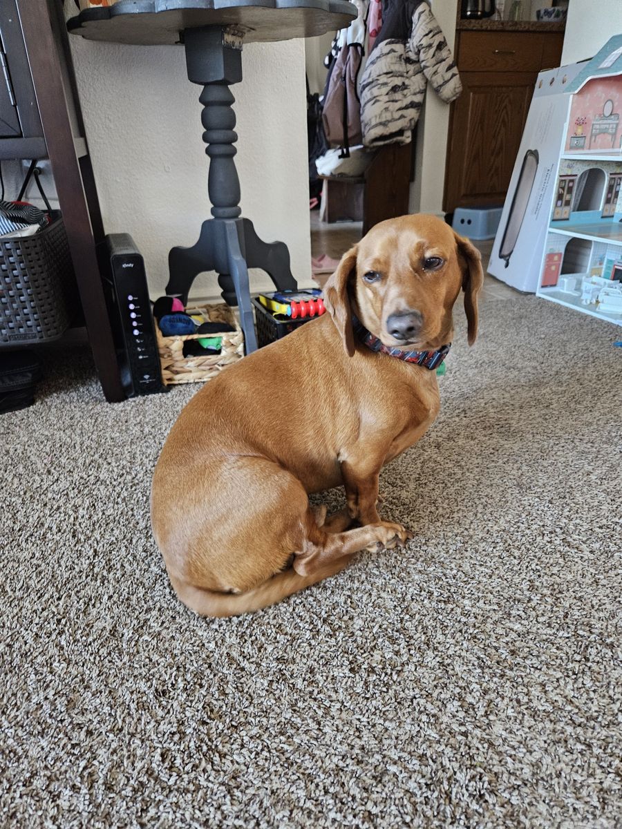 Short haired dachshund