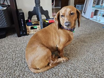 Short haired dachshund