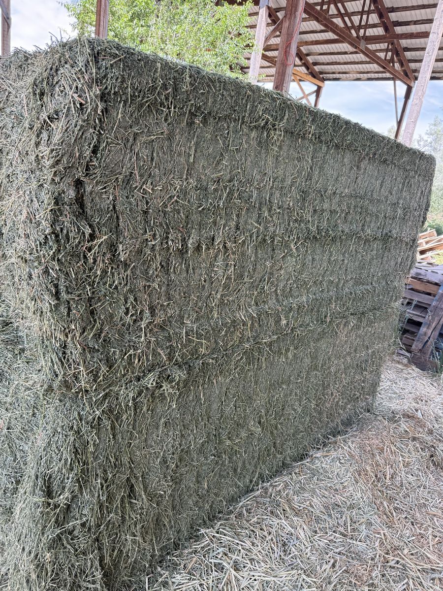 3x4 Solid 2nd Crop Hay Great Leaf Retention