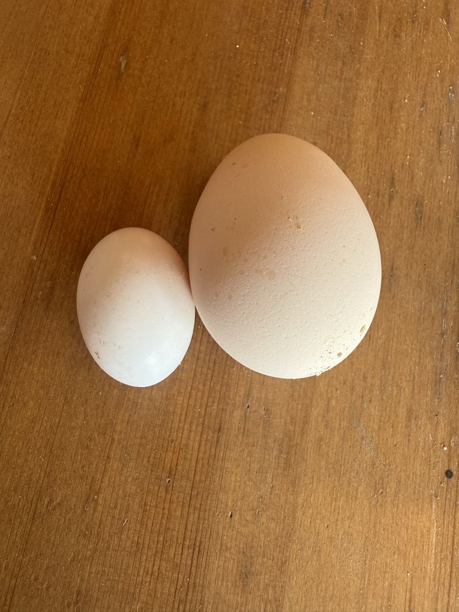 Pigeon eggs for you or your reptile
