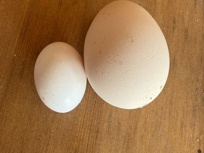 Pigeon eggs for you or your reptile