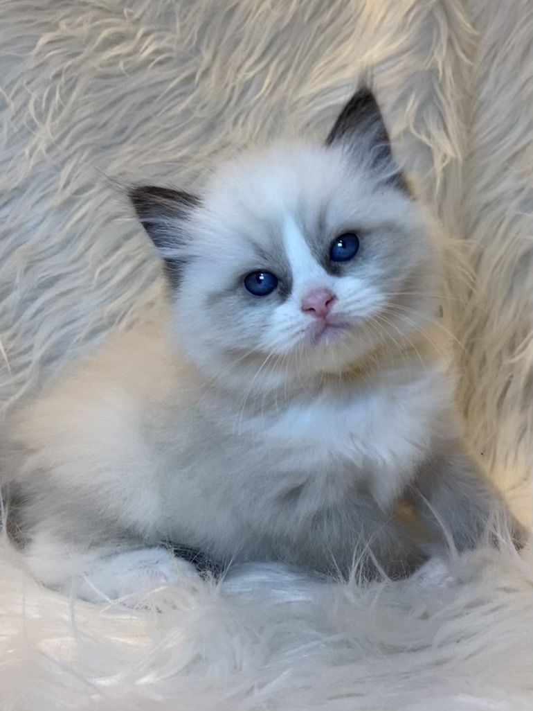 GORGEOUS PUREBRED REGISTERED RAGDOLL KITTENS