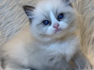 GORGEOUS PUREBRED REGISTERED RAGDOLL KITTENS