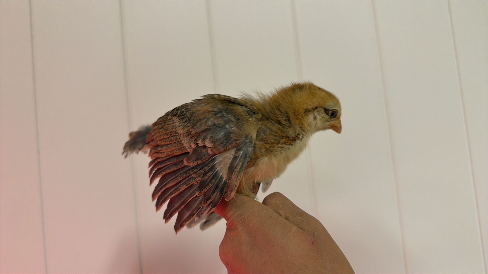 Golden Amerecaunas chicks - blue eggers