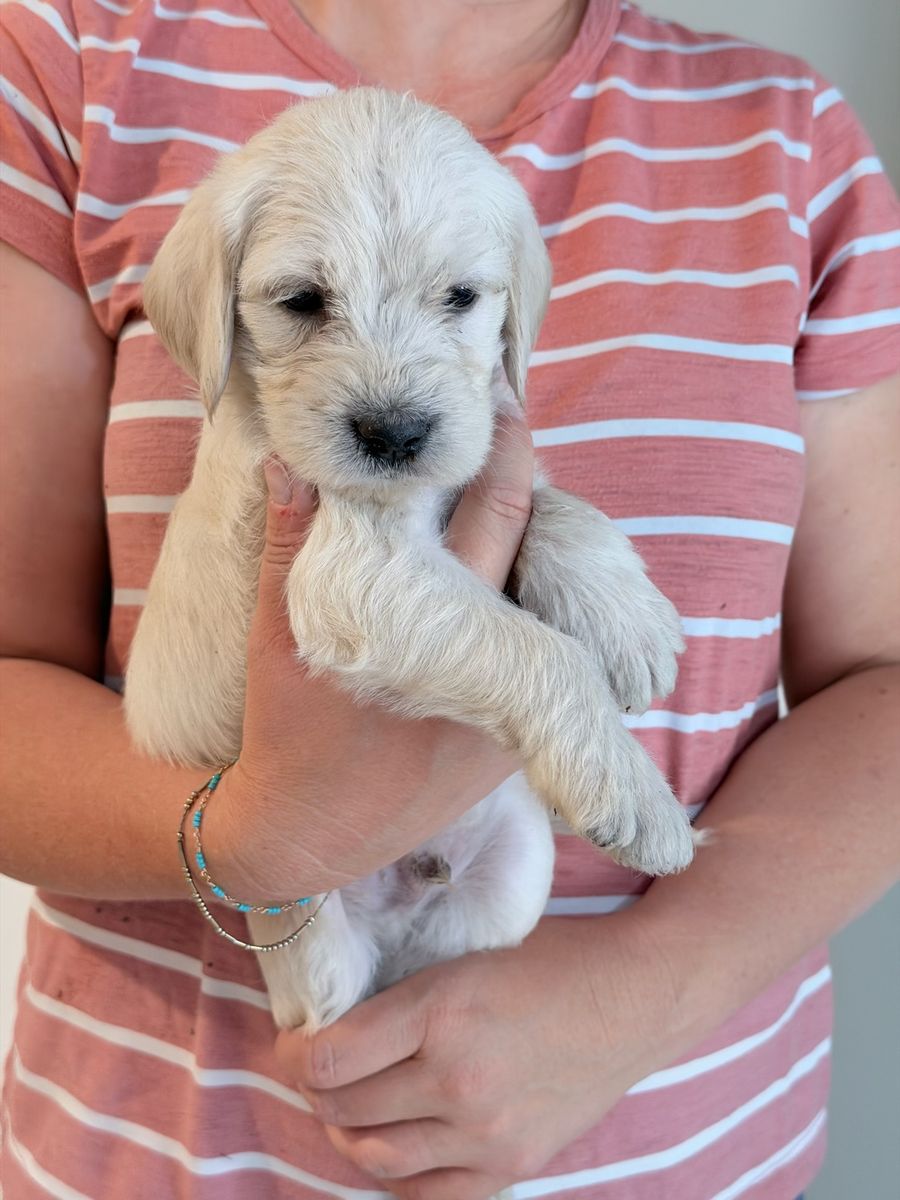Labradoodles