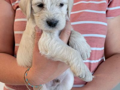 Labradoodles