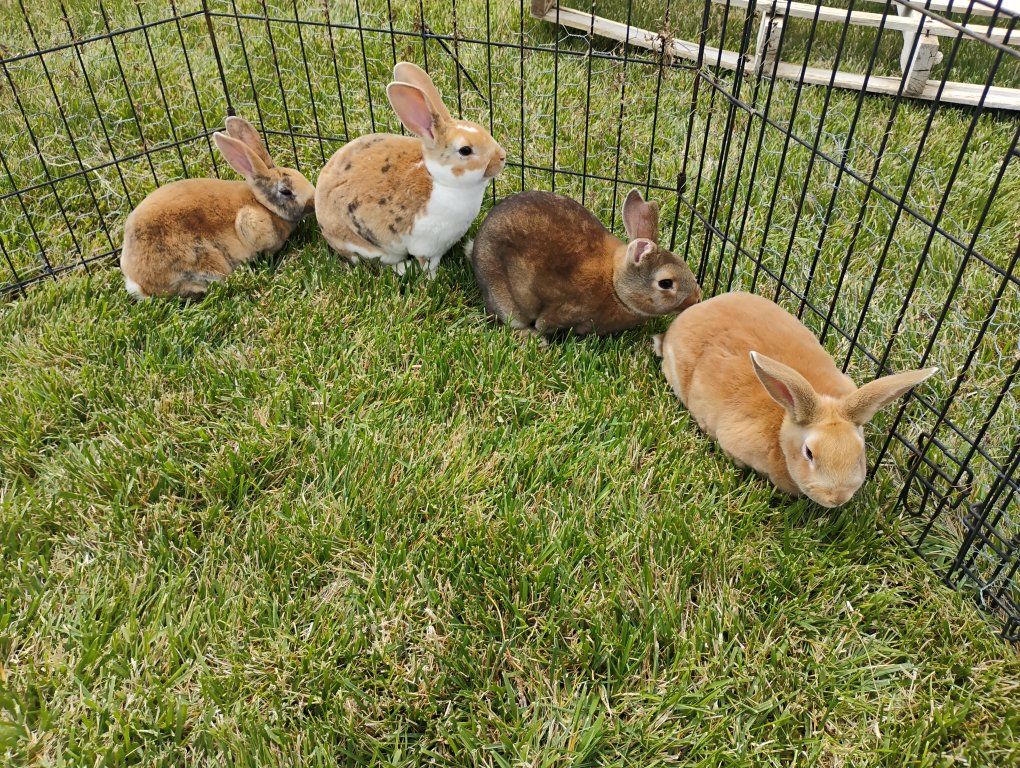 10 month old Rex rabbits