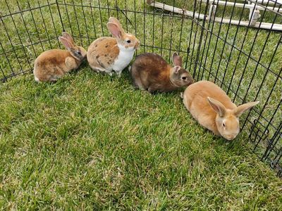 10 month old Rex rabbits