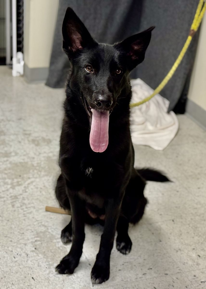 A157191 Trixie is Available for Adoption!