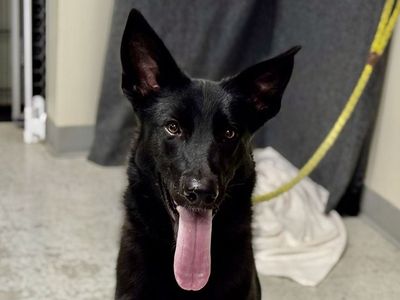 A157191 Trixie is Available for Adoption!