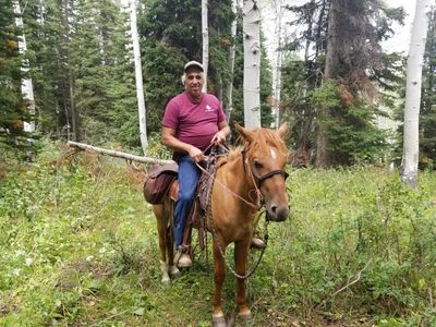 Mustang gelding horse for experienced horseperson