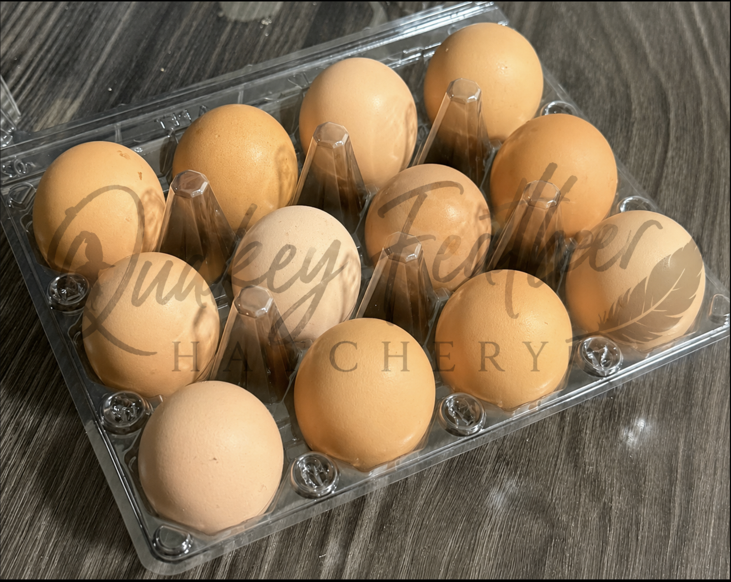 Rhode Island Red Fertile Hatching Eggs