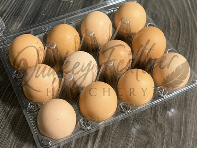 Rhode Island Red Fertile Hatching Eggs