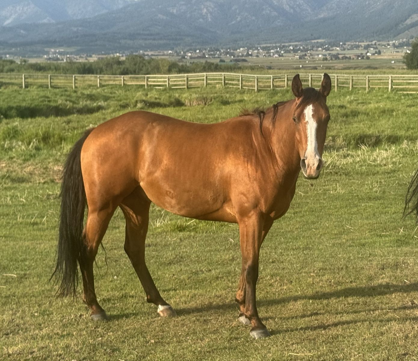 3-Year-Old Bay Gelding