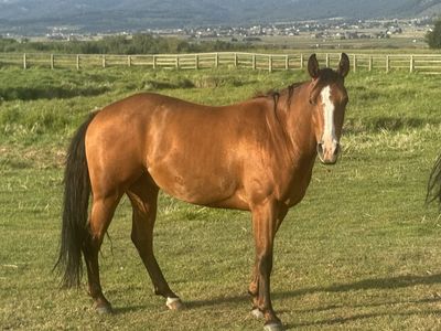 3-Year-Old Bay Gelding