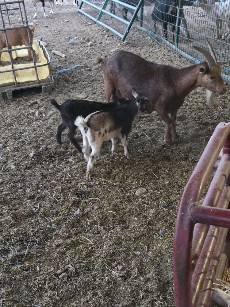 Nigerian dwarf family 