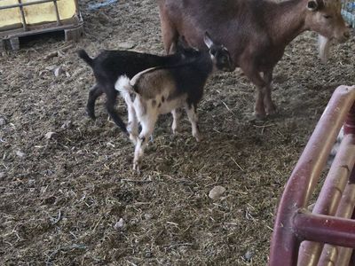 Nigerian dwarf family