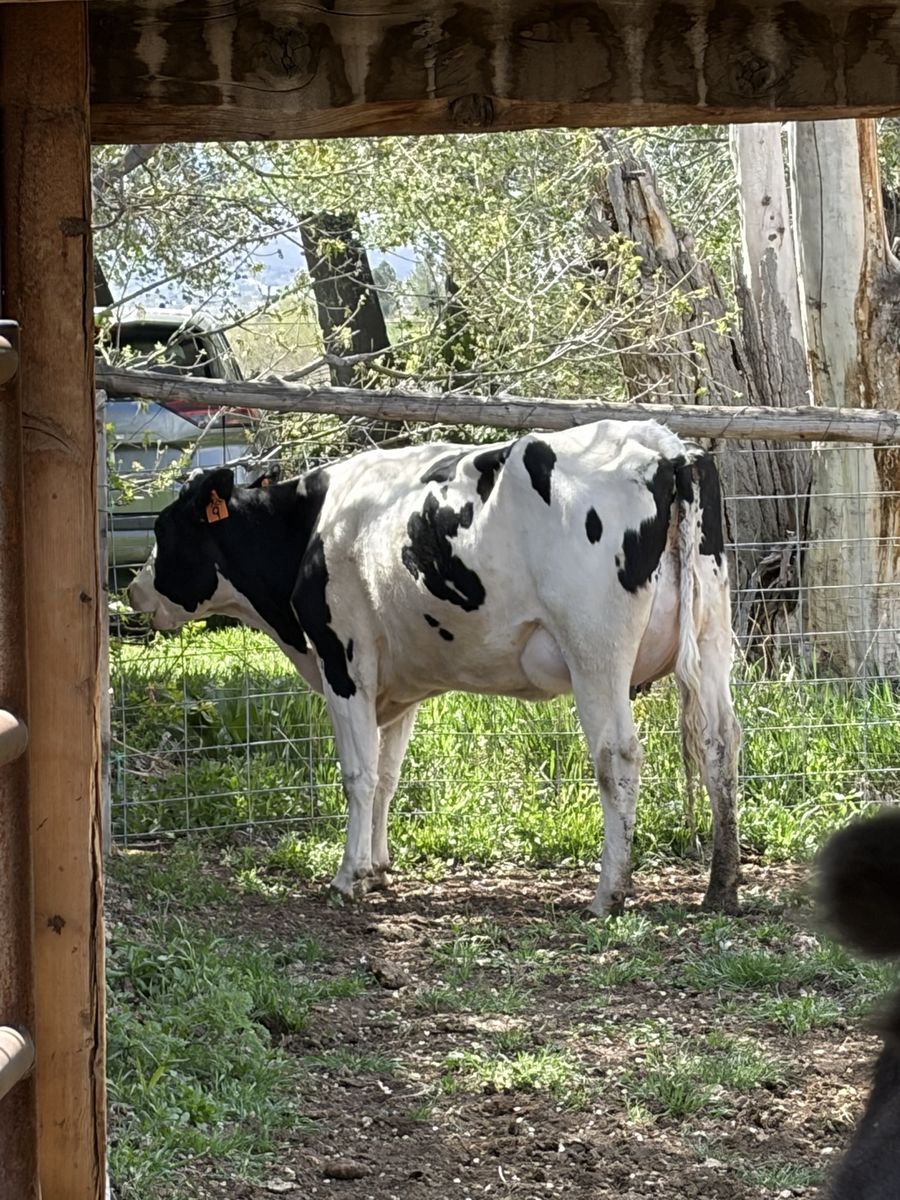 Holstein Cow-calf Pair