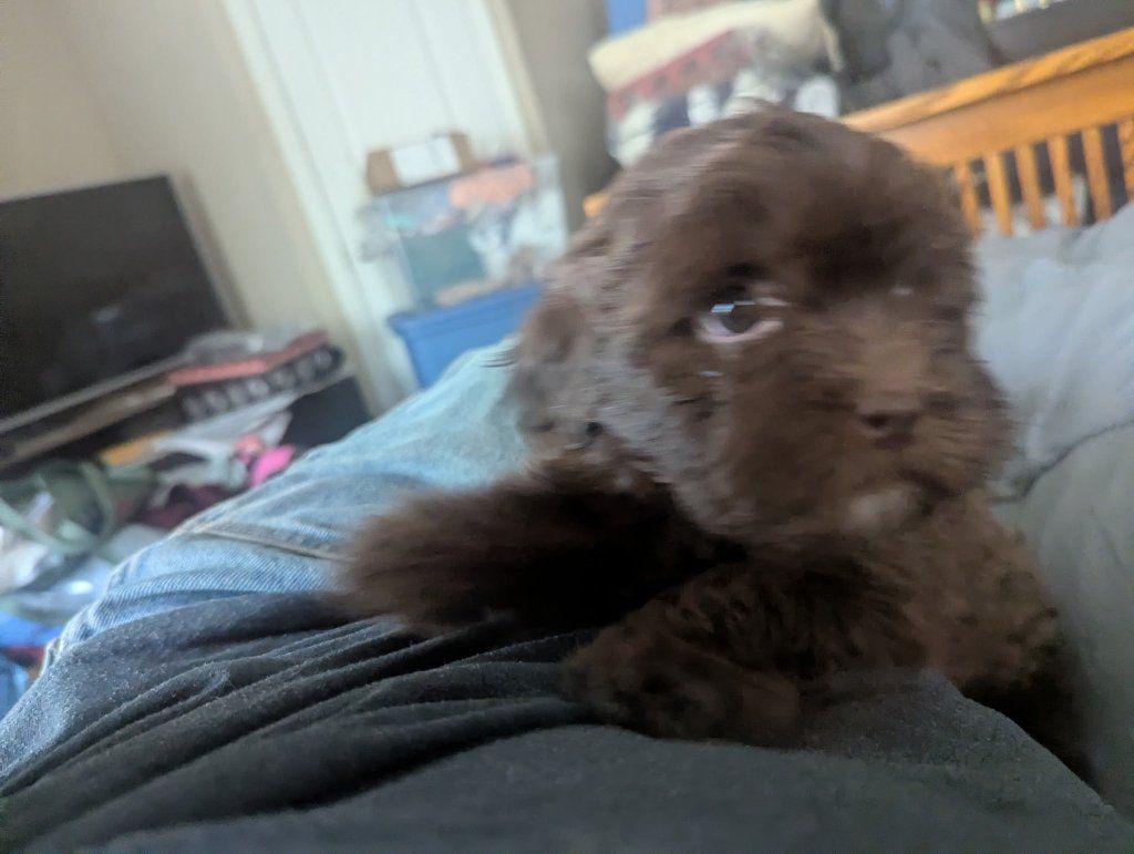 Adorable Chocolate Brown shihtzu poodle mix Puppy - Ready for a Loving Home! he knows how to use a doggie door and paper trained
