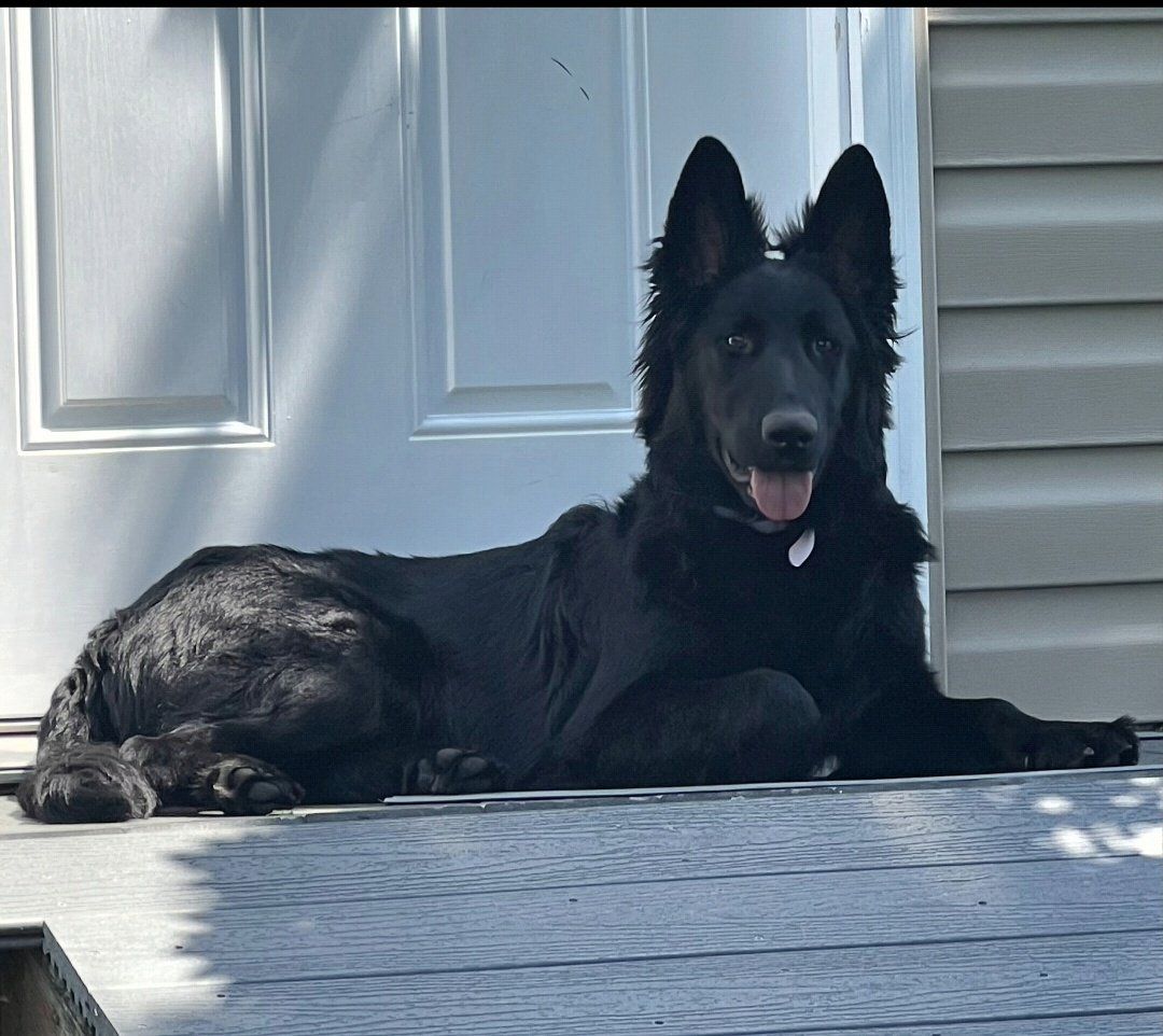 Purebred Male German Shepherd