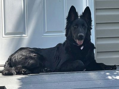Purebred Male German Shepherd