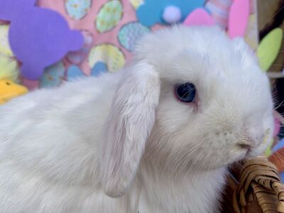 Purebred Holland Lop Babies